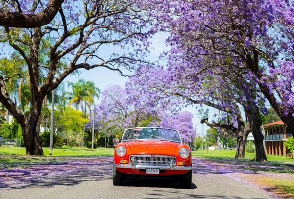 فصل جاکاراندا (جشنواره Grafton Jacaranda)، در سراسر استرالیا