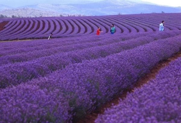 مزارع اسطوخودوس، تاسمانی